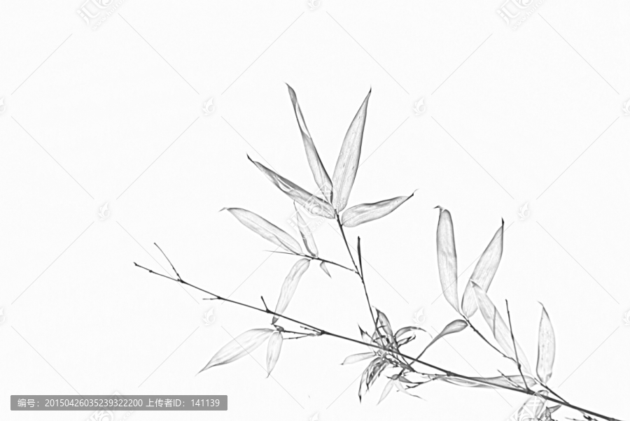 竹子素描