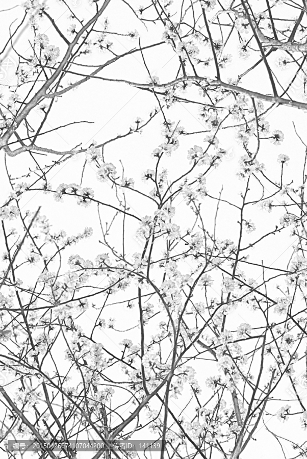桃花素描