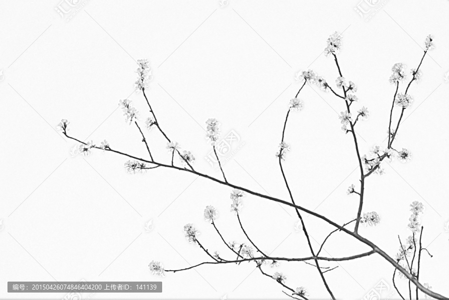 桃花素描