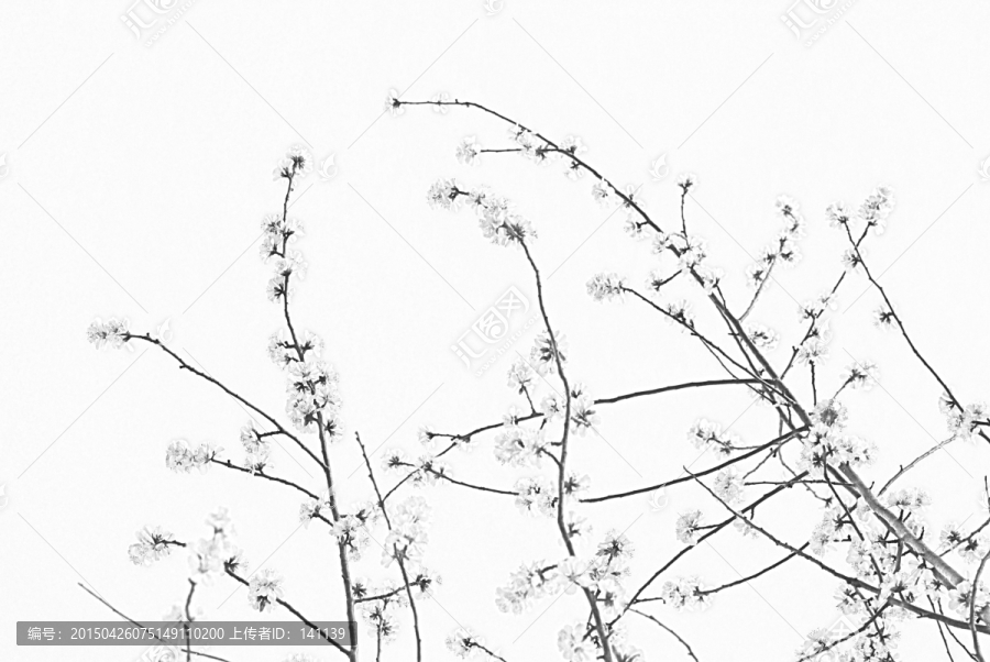 桃花素描