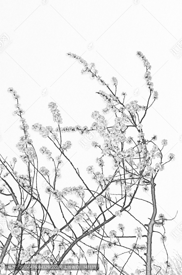 桃花素描