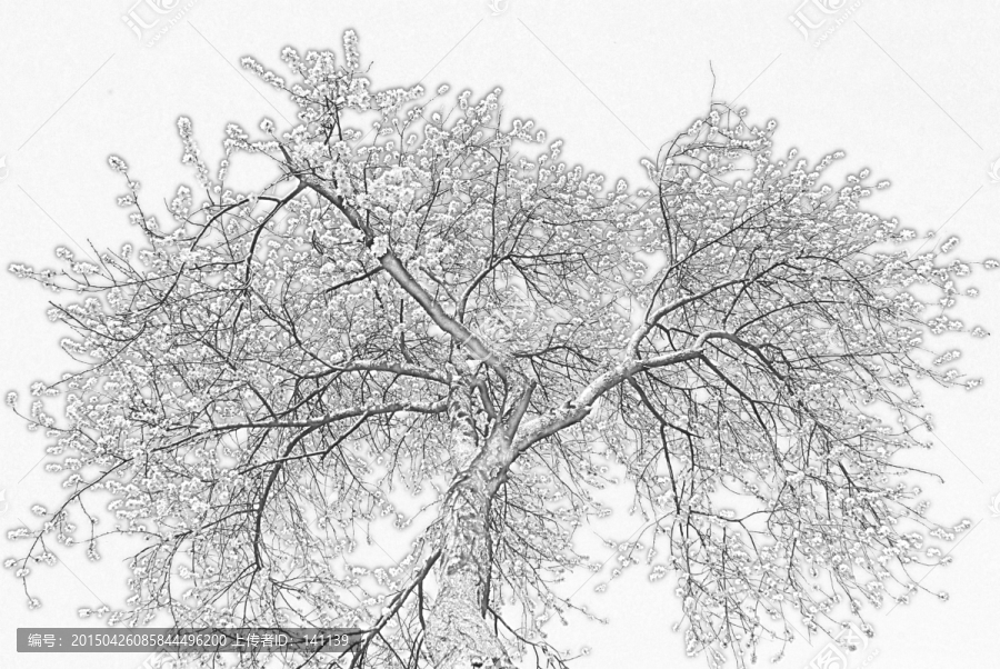 桃花素描