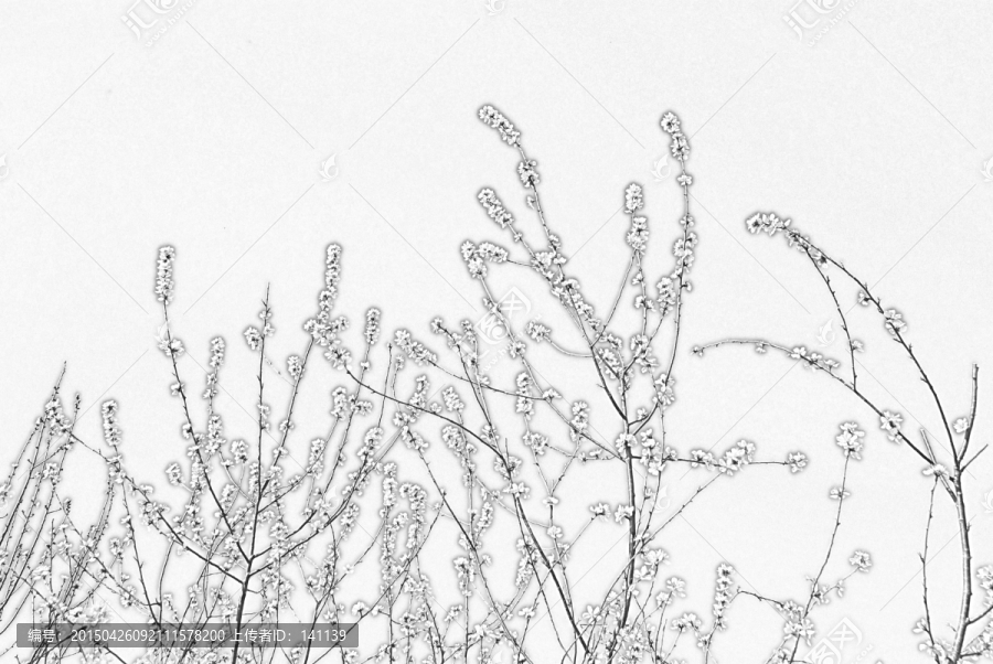 桃花素描