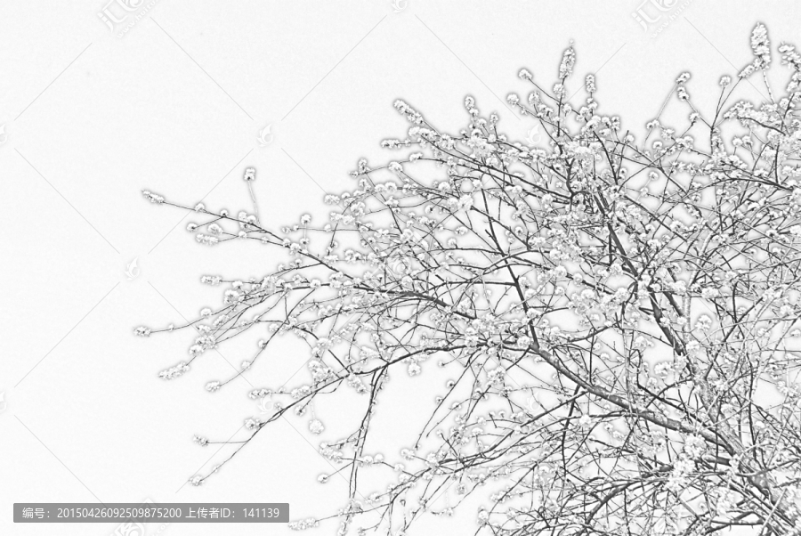 桃花素描