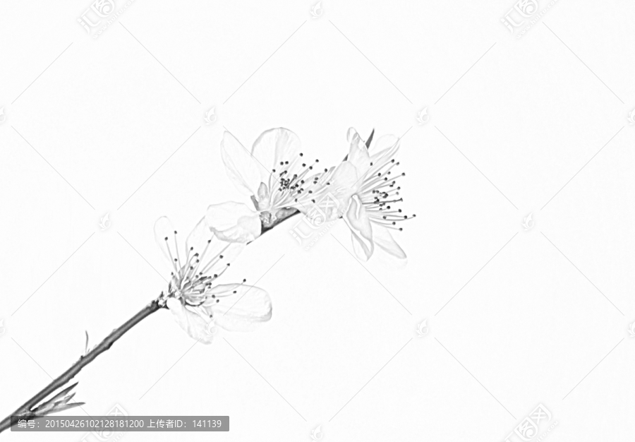 桃花素描