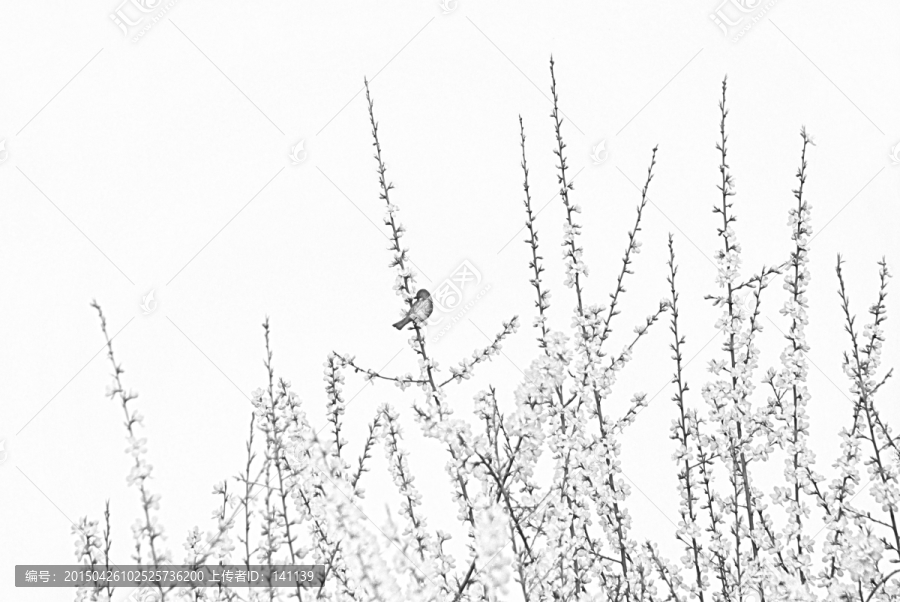 鳥與桃花素描