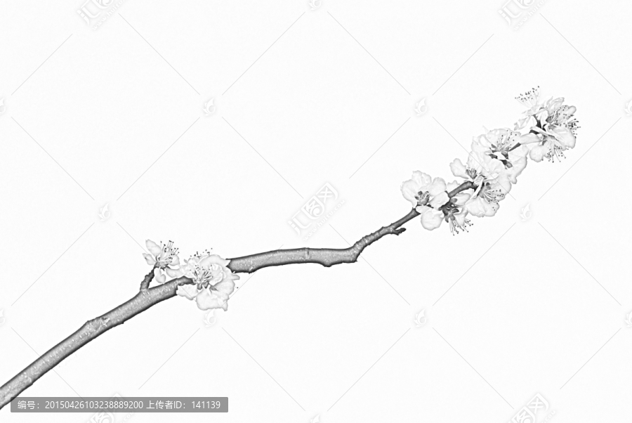 桃花素描