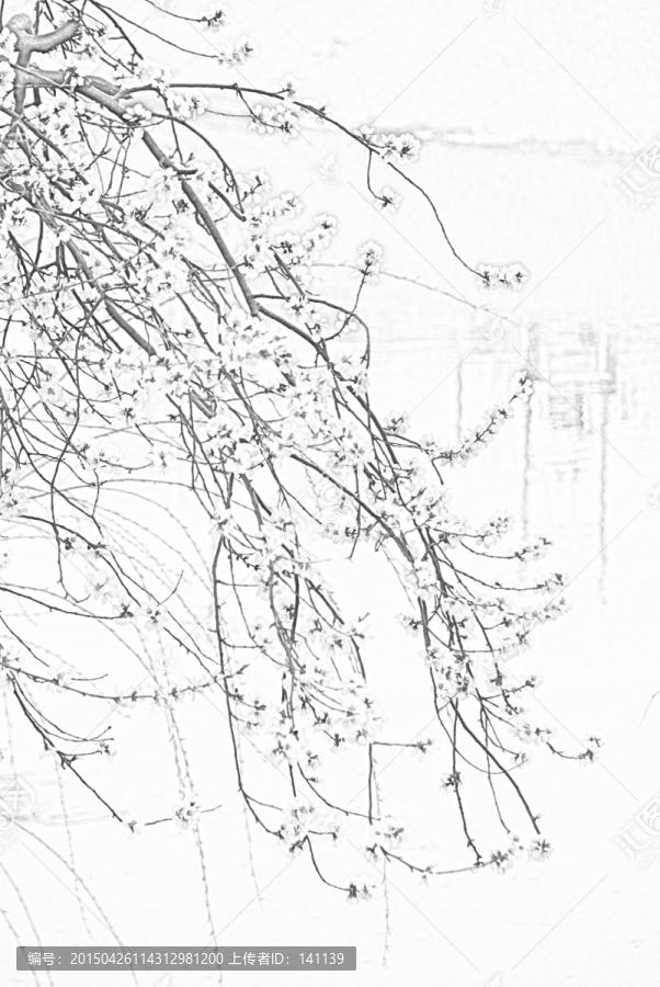 桃花素描