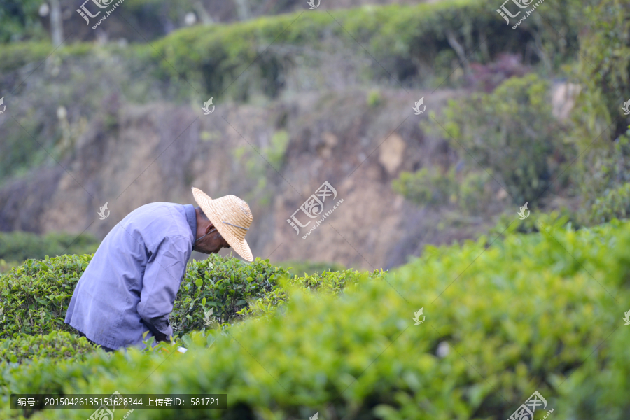 摘茶叶