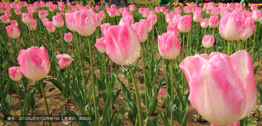 因菲尼提品种,郁金香花