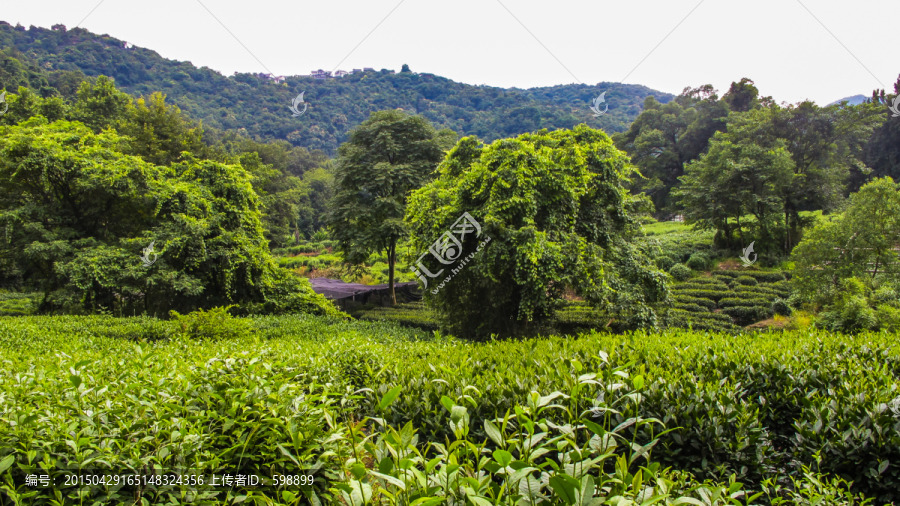 龙井茶叶