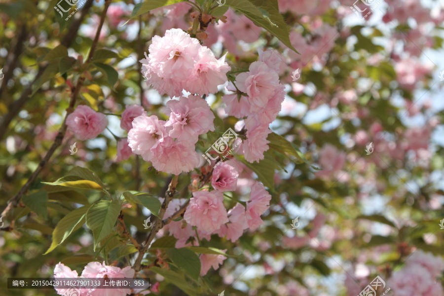 樱花