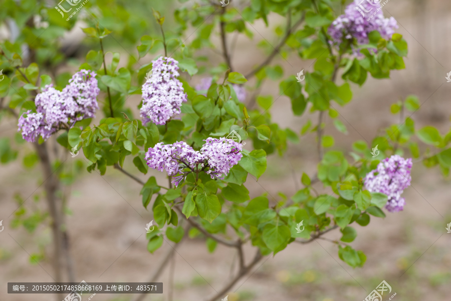 丁香花