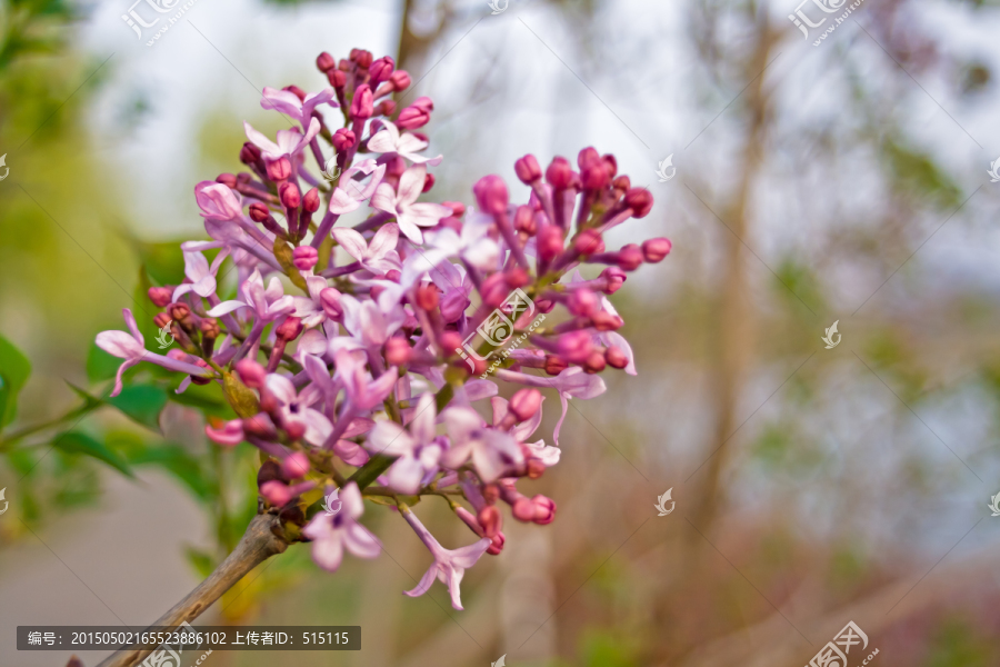 紫色的丁香花