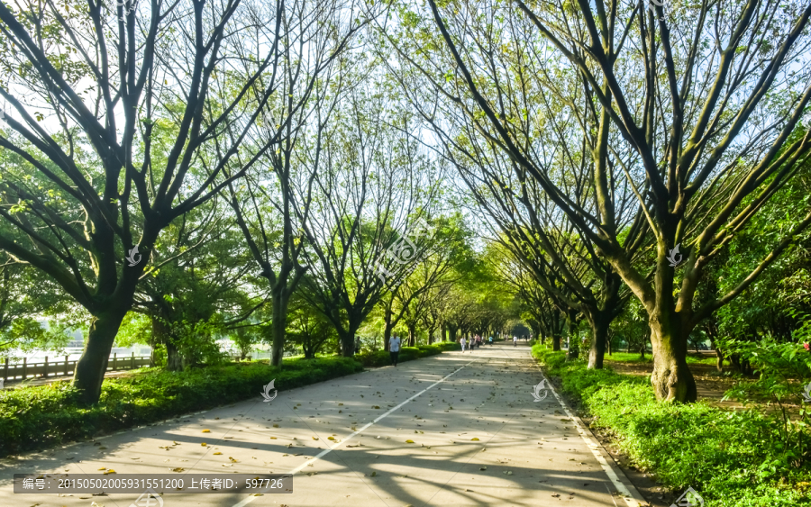 大夫山林荫大道