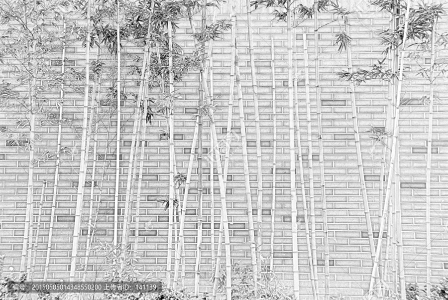 竹子素描