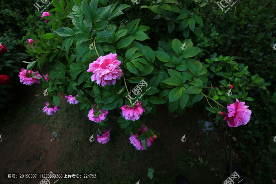 雨打芍药花更艳