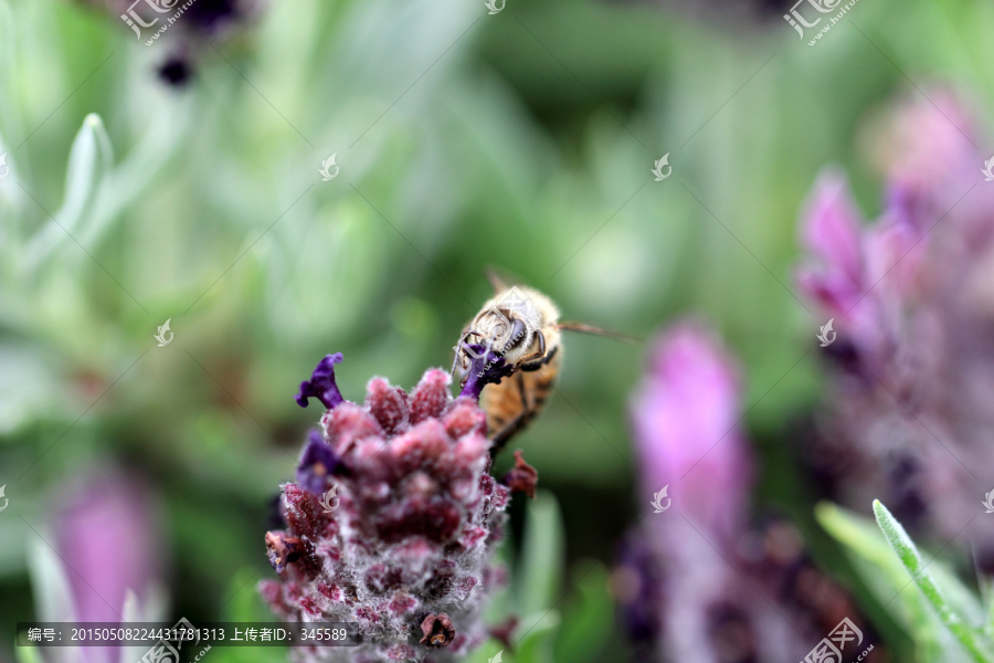 蜜蜂和薰衣草
