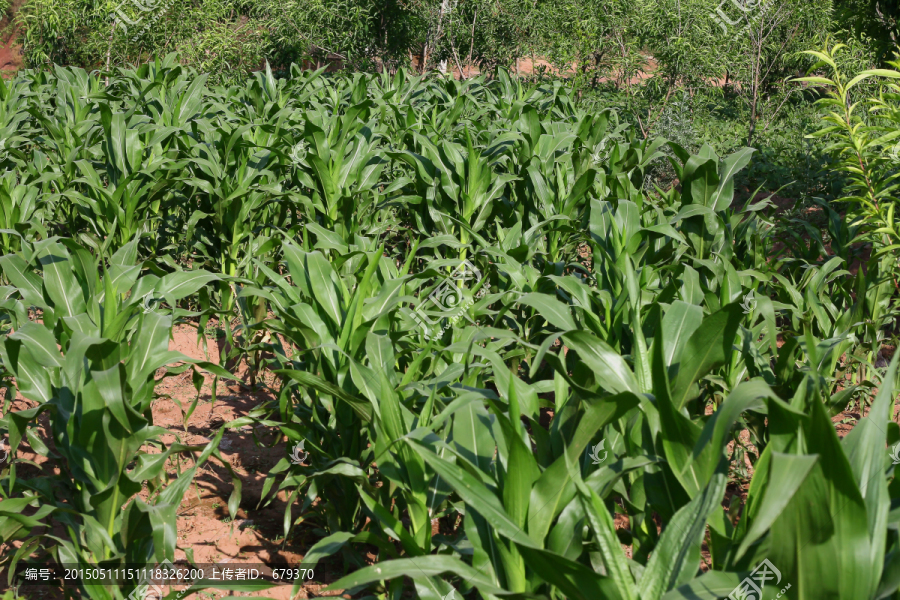 玉米田,生长中后期玉米