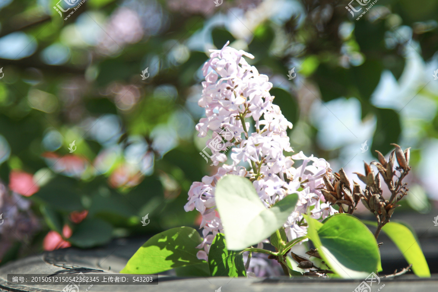 丁香花