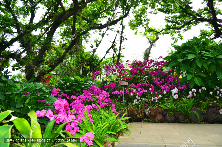 热带兰花园园林