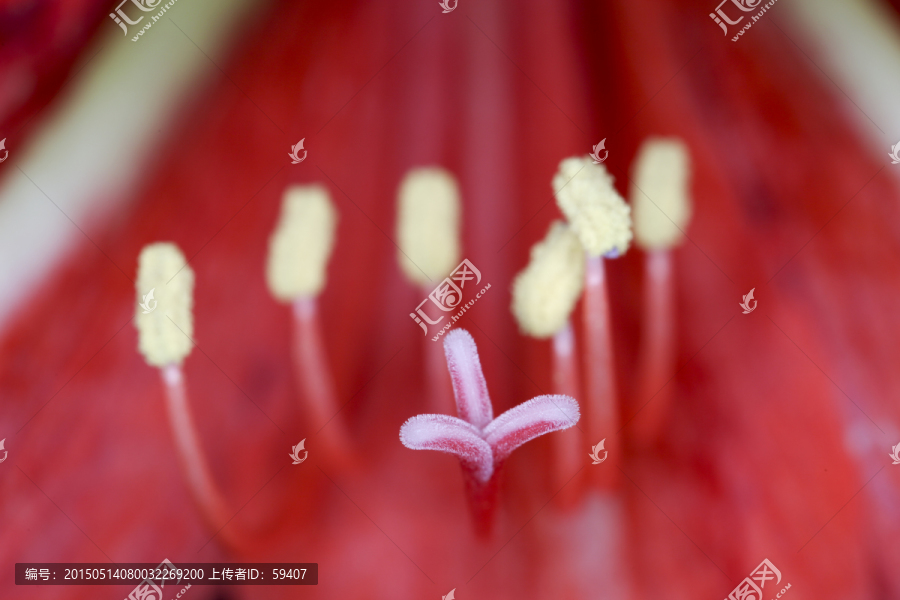 花蕊,朱顶红