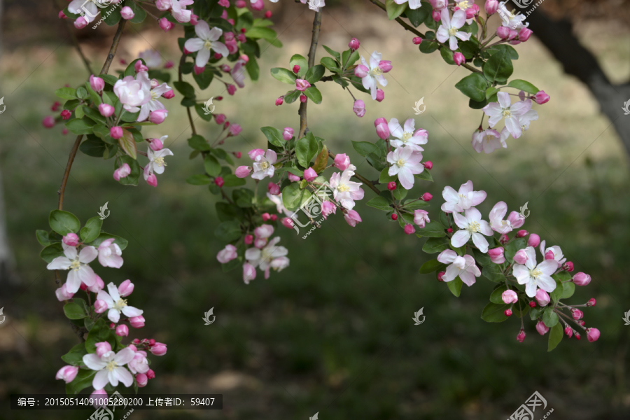 春天的花,西府海棠