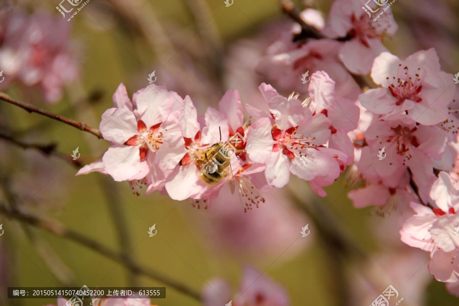 樱花与蜜蜂