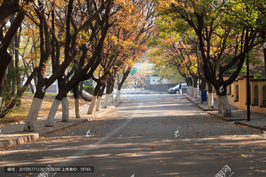 青岛,樱花大道,樱花路,三明