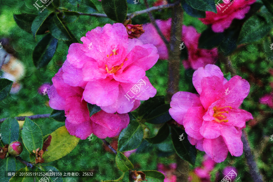 茶花油画