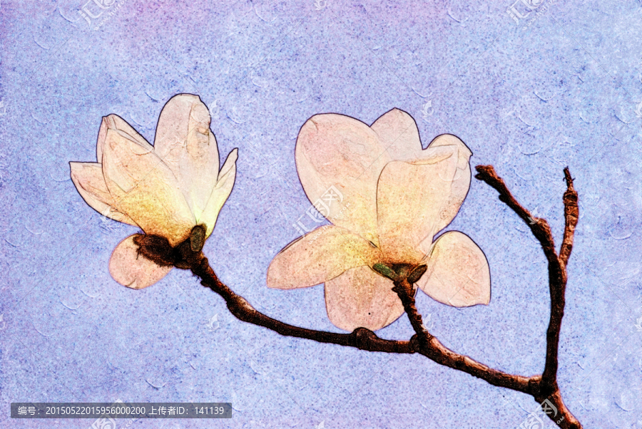 玉蘭花油畫