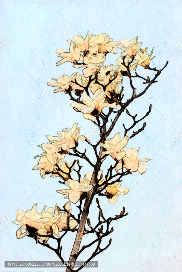 玉蘭花油畫