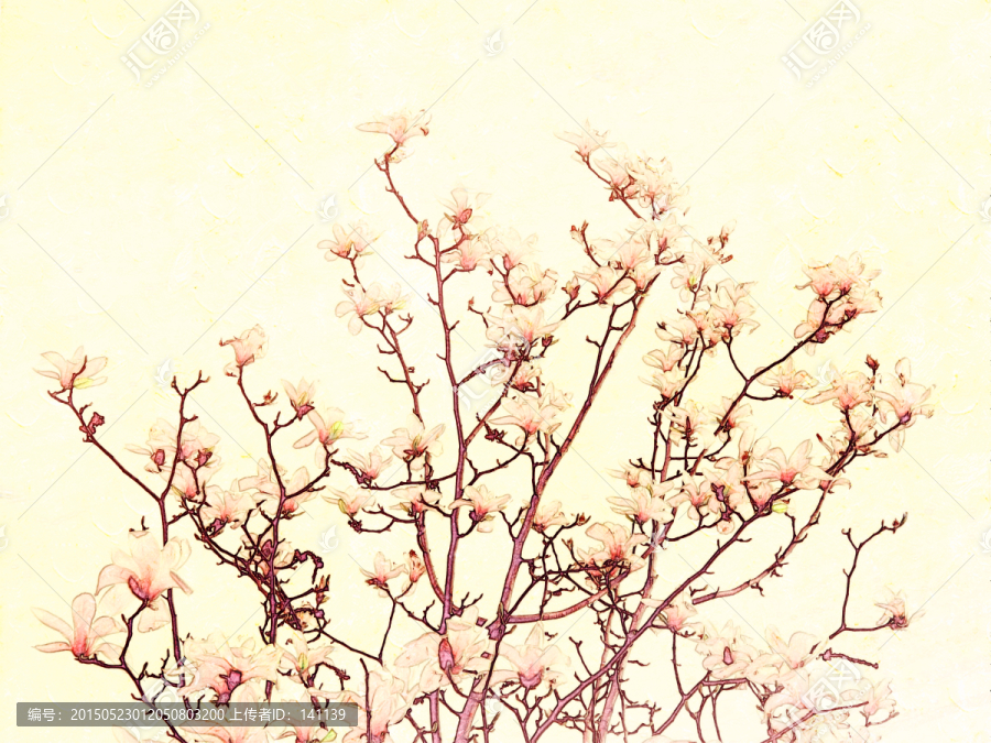 玉蘭花油畫