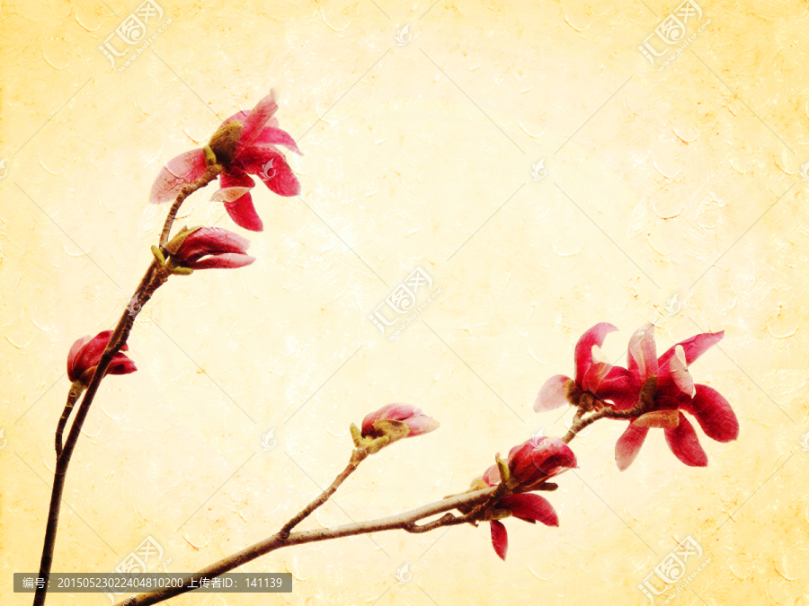 玉蘭花油畫