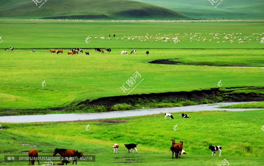 夏季呼伦贝尔草原马群羊群牧场