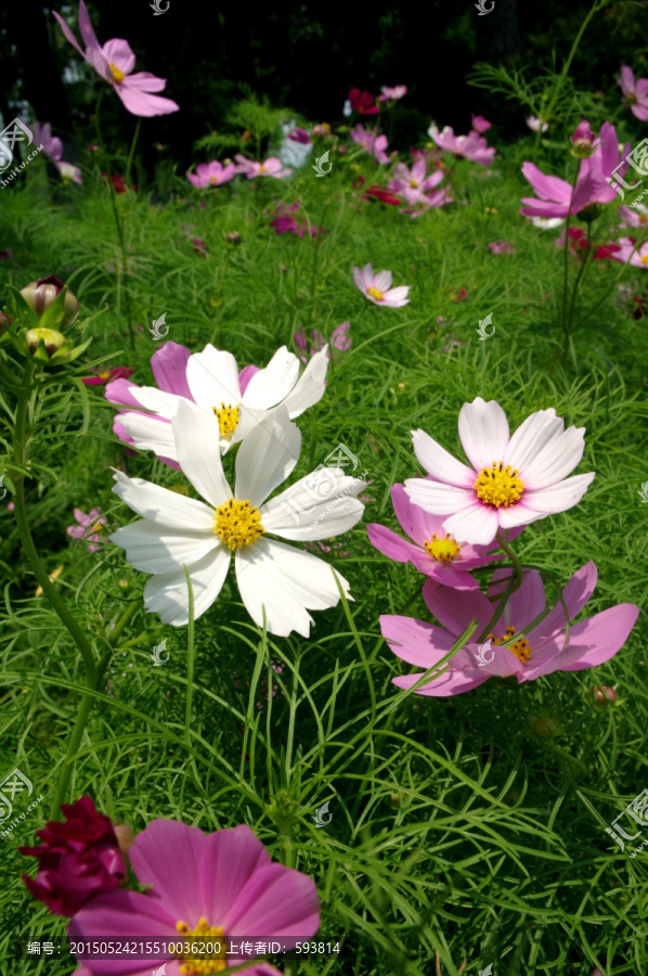 花叢-匯圖網(wǎng) fosd68.com 花叢