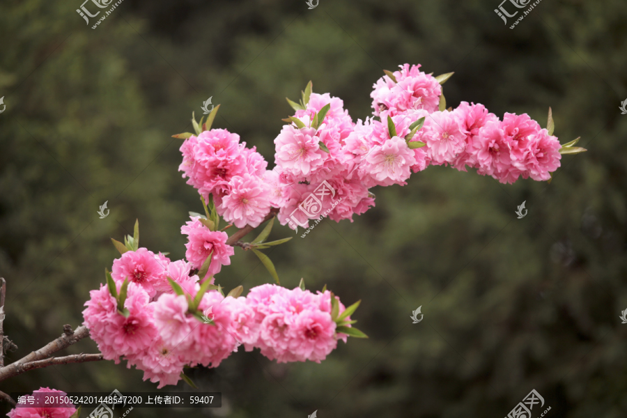 桃花,粉色桃花