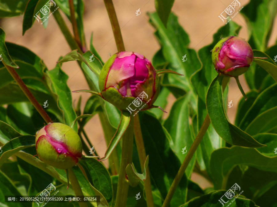 含苞待放芍药花