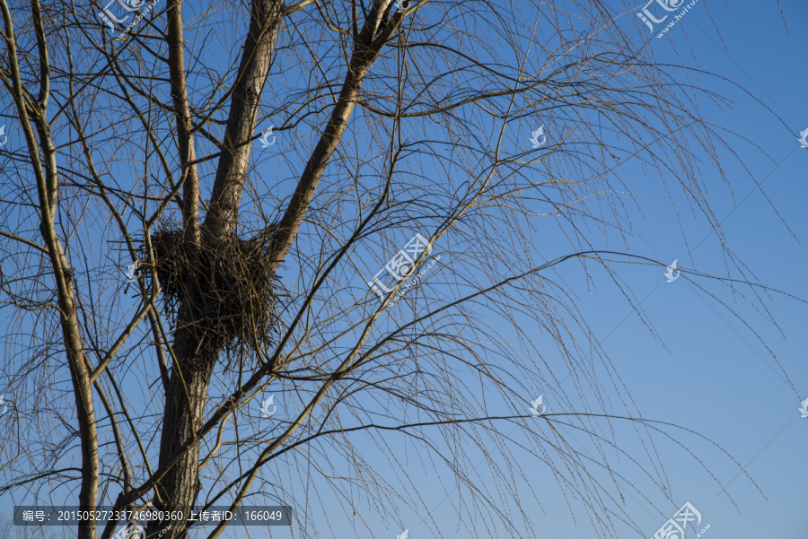 树,鸟巢