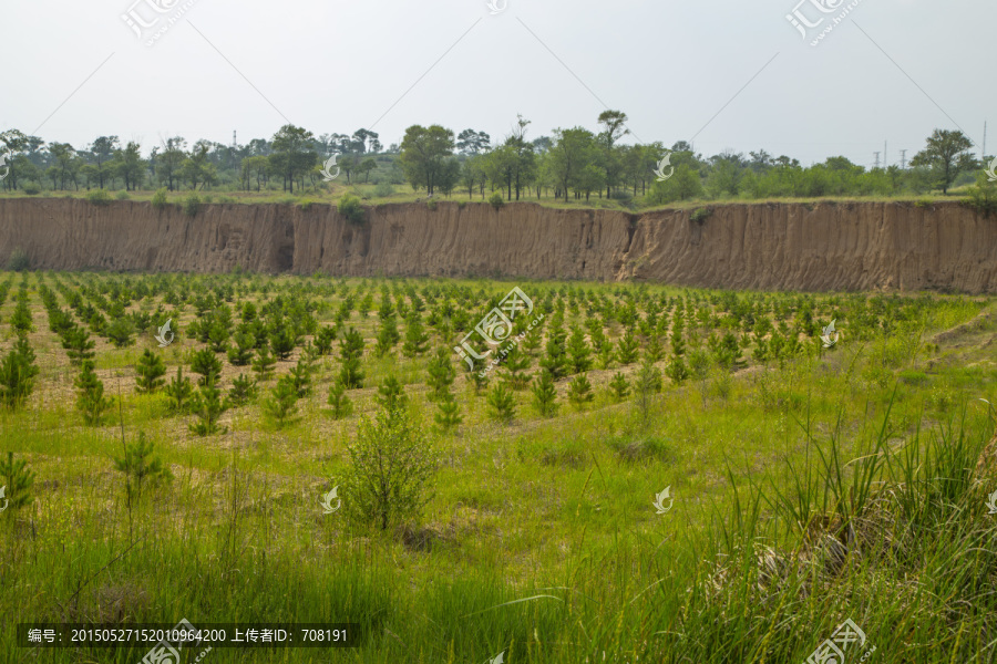 绿植苗圃