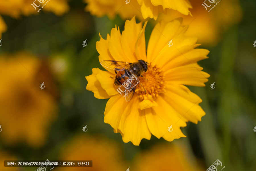 雏菊和蜜蜂