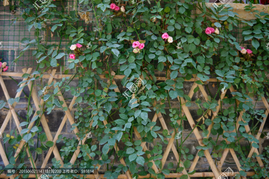 蔷薇,绿墙,篱笆,绿植背景