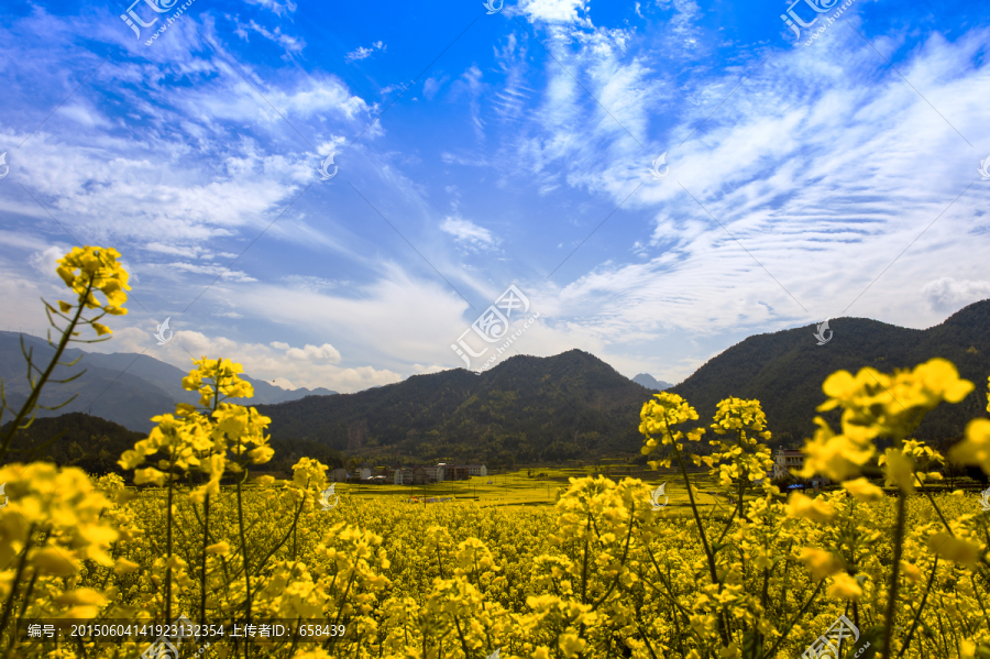 仙居油菜花