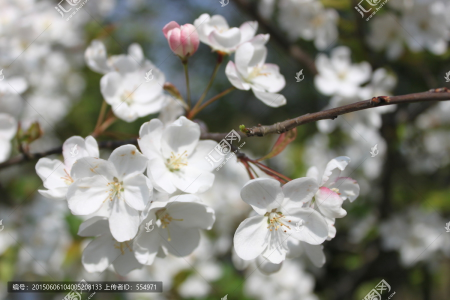 东京樱花