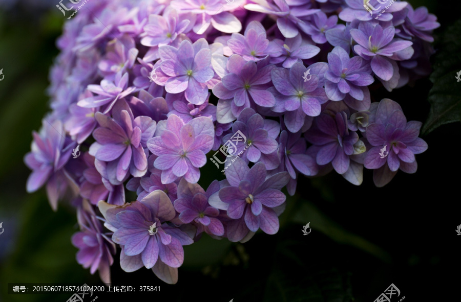 绣球花紫阳花