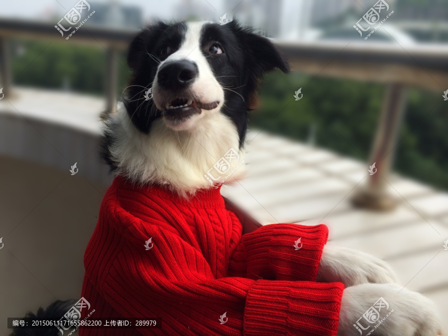 边境牧羊犬,帅气狗狗