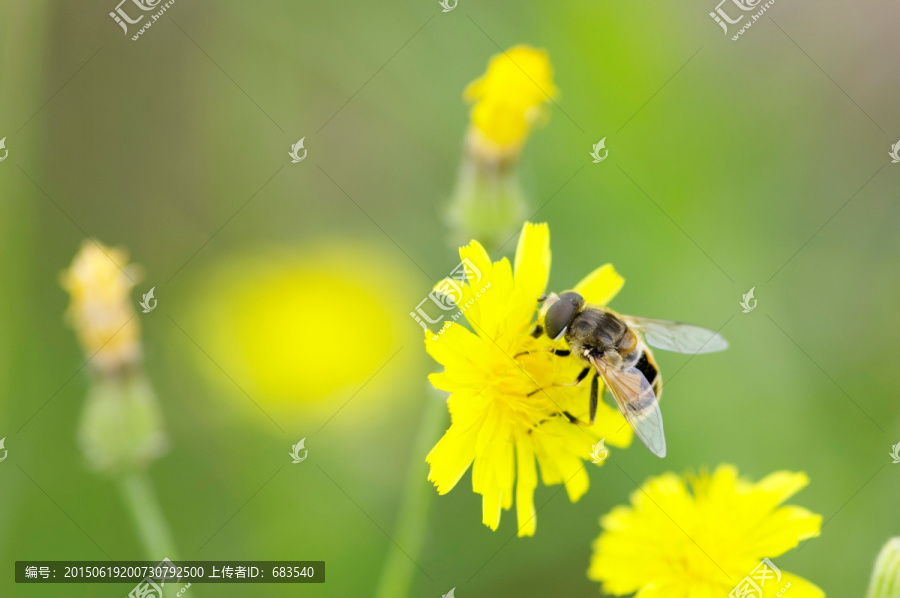 蜜蜂与花