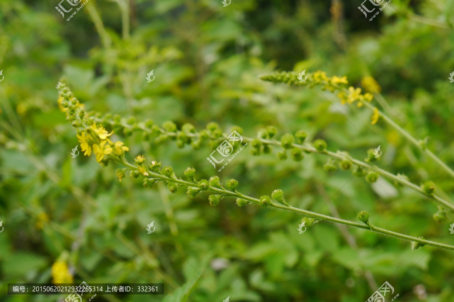 龙芽草