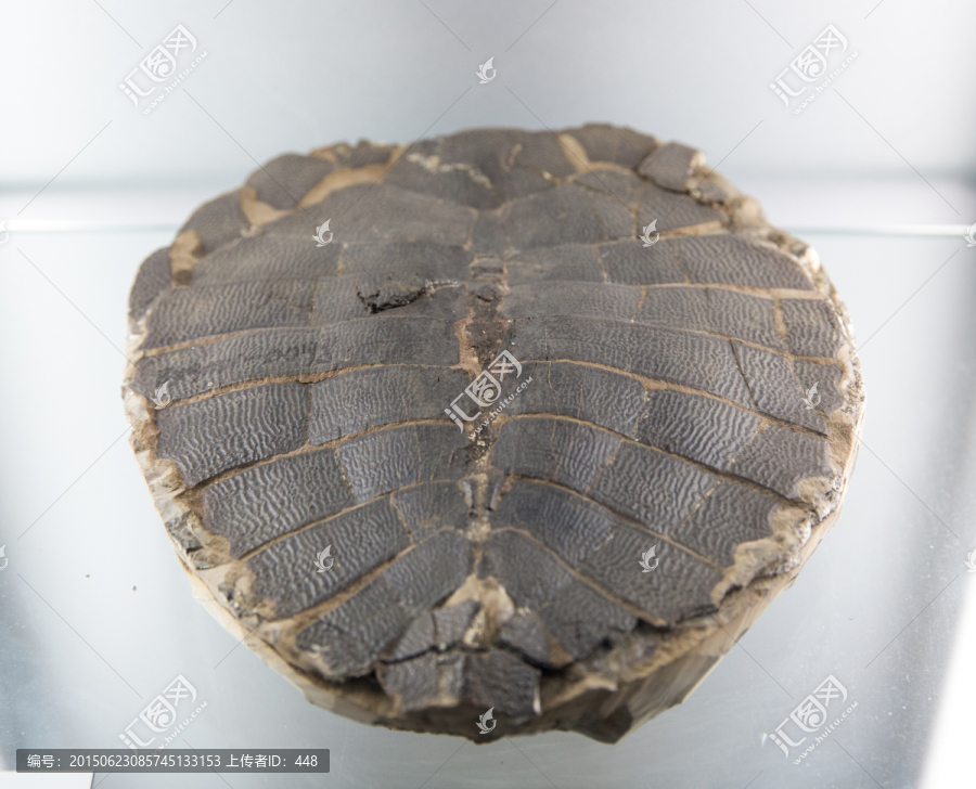 茂名龟化石,古生物化石