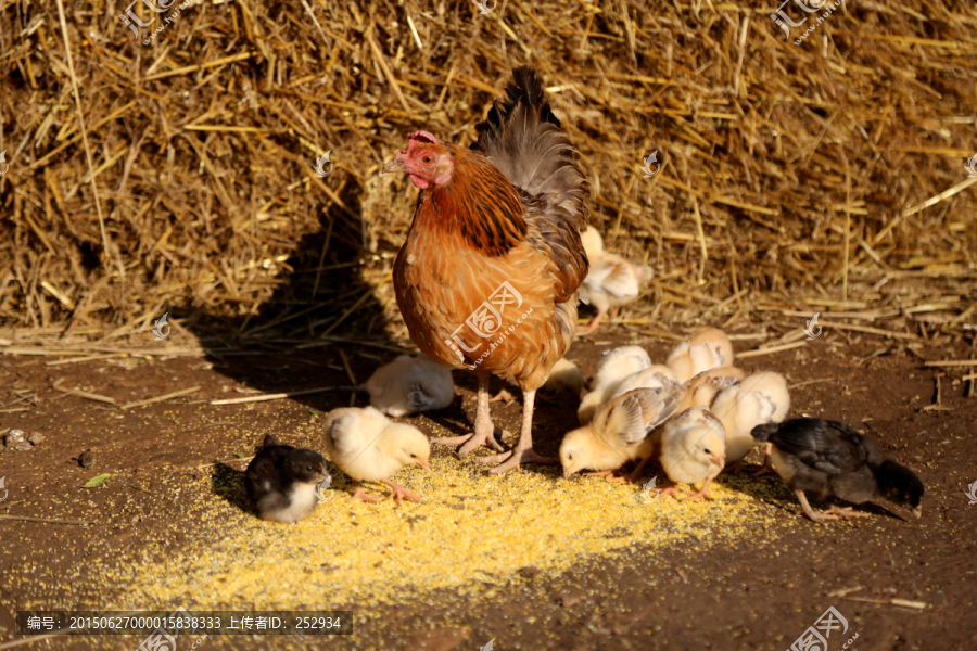 母鸡和她的孩子们